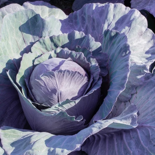 Nahaufnahme eines Blaukrautkopfes mit großen violett-blauen Blättern.