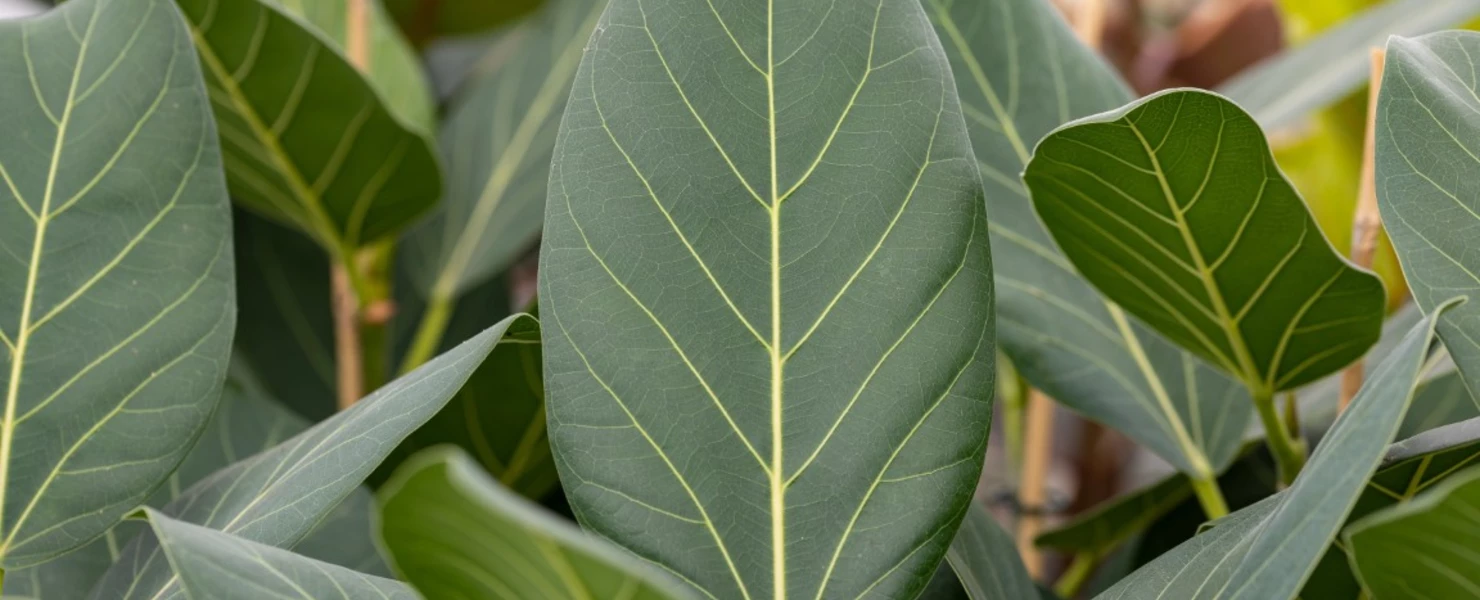 Benghal-Feige  Ficus benghalensis als Nahaufnahme der Blätter
