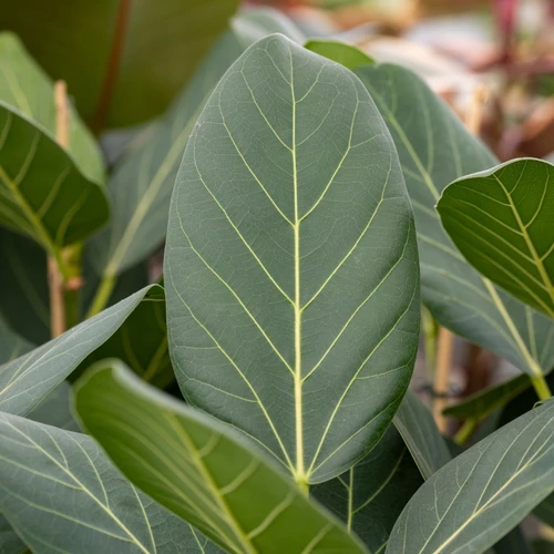 Benghal-Feige  Ficus benghalensis als Nahaufnahme der Blätter