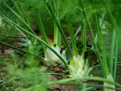 Knollenfenchel wächst im Beet.
