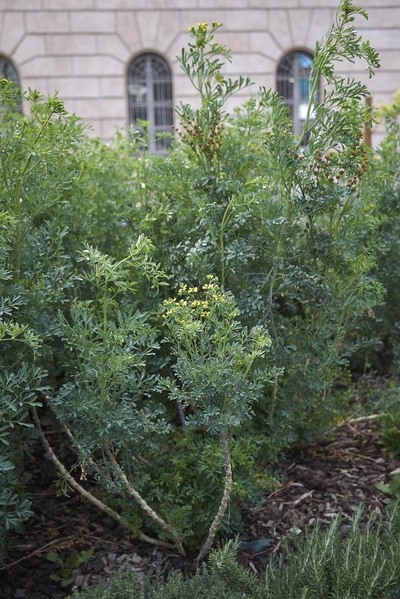 Ein hoher Weinrautenstrauch mit dichten, grau-grünen Blättern wächst in einem Gartenbeet mit Mulch. Im Hintergrund steht ein historisches Gebäude mit Bogenfenstern.