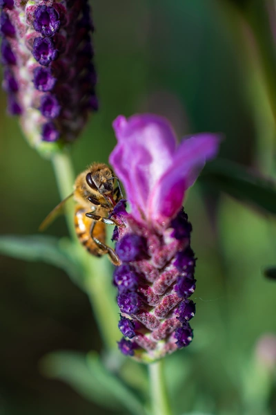 Nahaufnahme einer Biene auf einer Schmetterlings-Lavendelblüte. Die lila Blütenblätter leuchten im Sonnenlicht, während der grüne Hintergrund leicht verschwimmt.