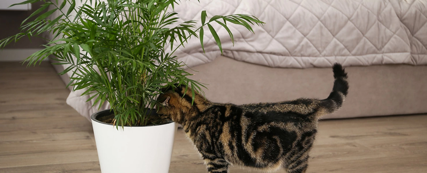 Getigerte Katze schnuppert an großer Bergpalme im weißen Topf im Schlafzimmer.
