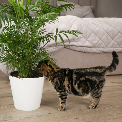 Getigerte Katze schnuppert an großer Bergpalme im weißen Topf im Schlafzimmer.