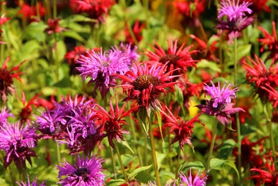 Ein blühendes Beet mit Goldmelisse in Rot- und Lilatönen. Die Blüten haben lange, schmale Blütenblätter, die sich strahlenförmig ausbreiten. Das dichte grüne Laub bildet einen Kontrast zu den leuchtenden Farben der Blüten.
