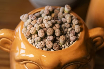 Keramiktopf mit lebenden Steinen - Lithops