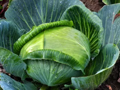 Ufo-Kraut (Weißkohlart) im Beet mit großen Außenblättern.