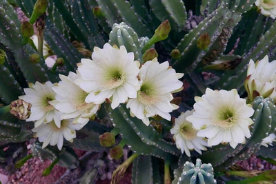 Mehrere weiße Blüten wachsen dicht an den grünen, stacheligen Stämmen eines Säulenkaktus, der in einer steinigen Umgebung steht