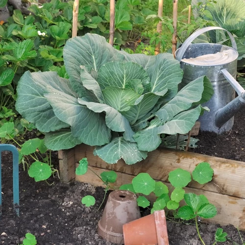 Weißkrautpflanze wächst in einem Beet neben einer Gießkanne und einer Gartenhacke.