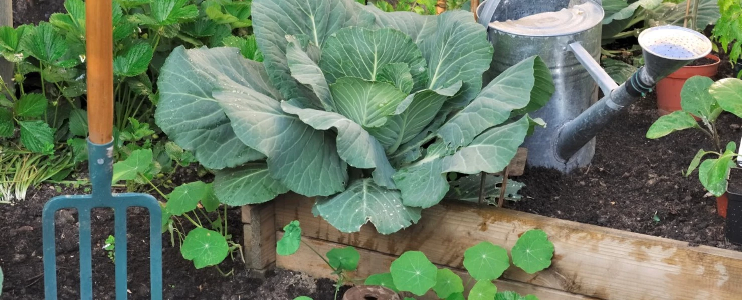 Weißkrautpflanze wächst in einem Beet neben einer Gießkanne und einer Gartenhacke.