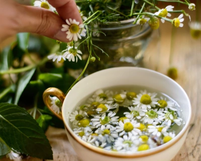 Echte Kamille (Matricaria chamomilla) in einer Tasse mit warmem Wasser, wobei einzelne Blüten auf der Oberfläche schwimmen. Eine Hand hält einen Zweig der Pflanze, während im Hintergrund ein Glas mit weiteren Kamillenblüten sichtbar ist.