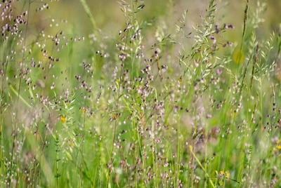 Wild wachsendes Zittergras auf einer Sommerwiese in der Nahaufnahme.