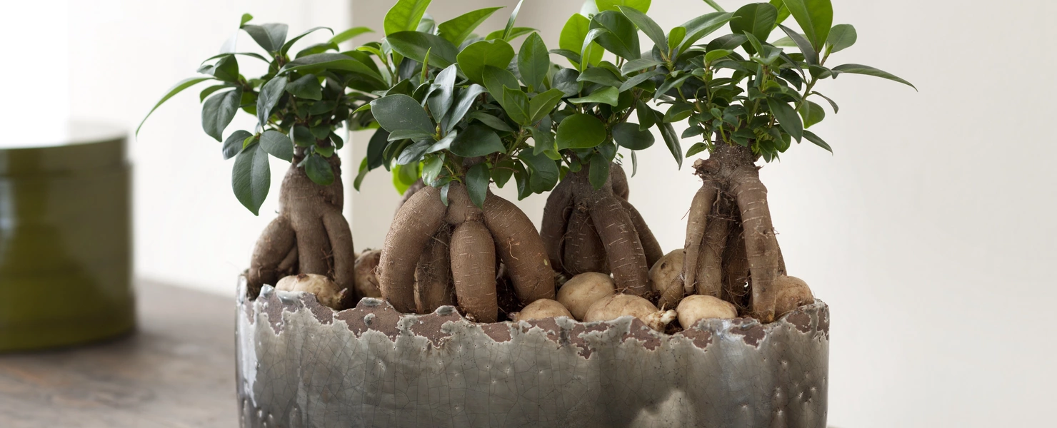 Mehrere Ginseng Ficus Pflanzen in einem länglichen, rustikalen Topf auf einem Holztisch, mit dekorativen Steinen bedeckt