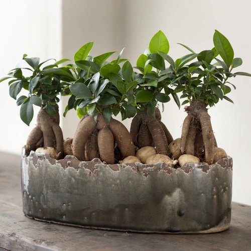 Mehrere Ginseng Ficus Pflanzen in einem länglichen, rustikalen Topf auf einem Holztisch, mit dekorativen Steinen bedeckt