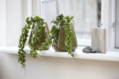 Das Bild zeigt mehrere Hoya- oder Wachsblume in verschiedenen Grüntönen, die in schlanken, glänzenden Vasen auf einer hellen Fensterbank arrangiert sind. Ihre langen, gewundenen Triebe hängen elegant herab, was eine ruhige und stilvolle Atmosphäre schafft.