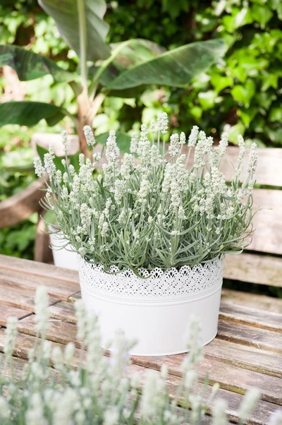 Ein weißer Lavendel in einem verzierten weißen Blumentopf steht auf einem Holztisch im Garten. Im Hintergrund sind eine Holzbank, grüne Pflanzen und große Blätter zu sehen. Ein unscharfer Lavendelstrauch befindet sich im Vordergrund.
