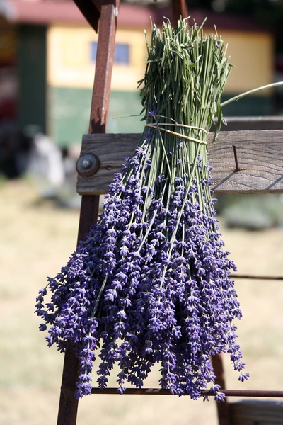 Ein frischer Lavendelstrauß mit tiefvioletten Blüten hängt kopfüber an einer hölzernen Leiter zum Trocknen. Im unscharfen Hintergrund sind warme Farbtöne eines Gebäudes und eine natürliche Umgebung sichtbar, was eine ländliche Atmosphäre vermittelt.