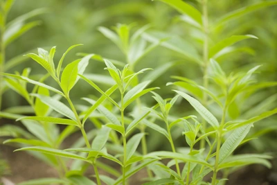 Junge Zitronenverbenen-Pflanzen mit leuchtend grünen, lanzettförmigen Blättern wachsen dicht an dicht in einem Gartenbeet. Der Hintergrund ist unscharf und grün.