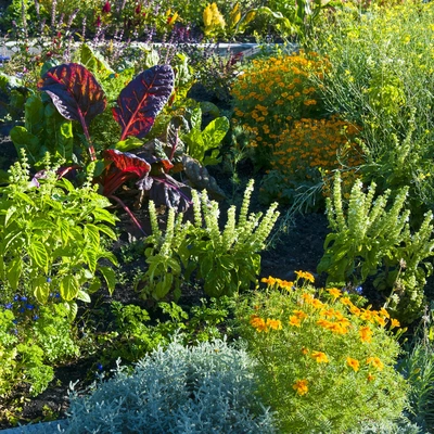 Ein Gemüsegarten mit verschiedenen Pflanzen, darunter Berg-Basilikum (Ocimum basilicum) mit seinen grünen Blättern und blühenden Spitzen. Die Basilikumpflanzen befinden sich im Vordergrund des Bildes und sind von anderen Pflanzen und bunten Blumen umgeben, was dem Garten ein lebendiges und vielfältiges Aussehen verleiht.