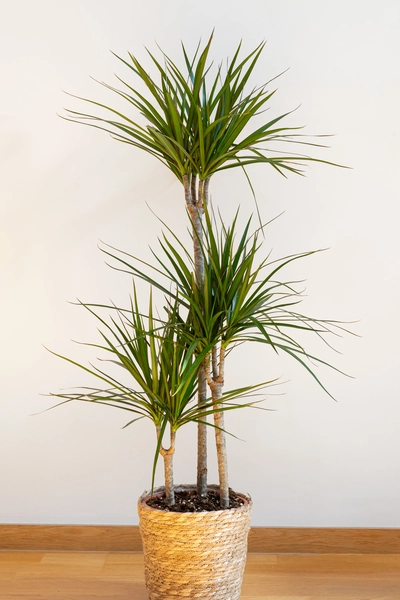 Dreistämmiger Gerandeter Drachenbaum (Dracaena marginata) in einem geflochtenen Topf