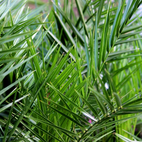 Grüne, dicht wachsende Palmwedel einer Dattelpalme