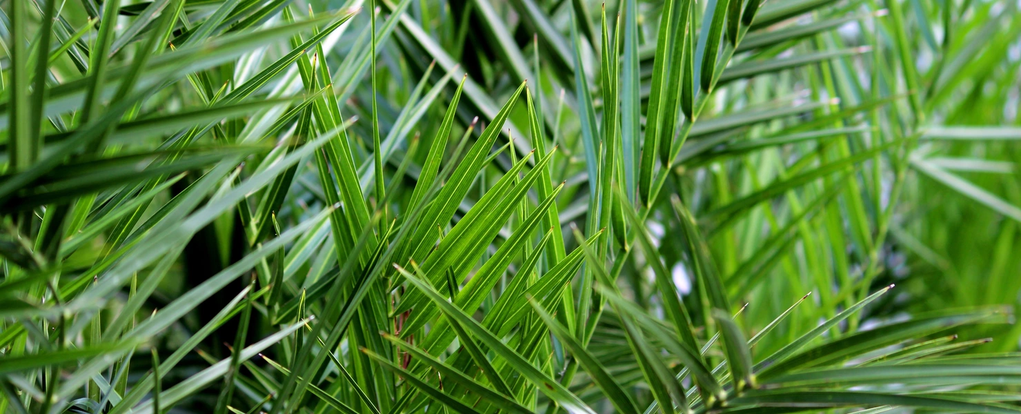 Grüne, dicht wachsende Palmwedel einer Dattelpalme