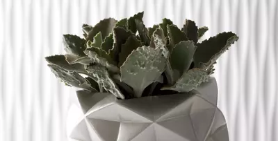 Ein Elefantenohr-Kalanchoe in einem geometrisch gemusterten, hellen Topf vor einer strukturierten weißen Wand