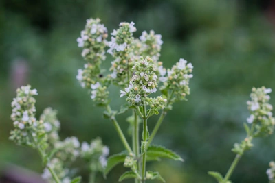 Weiße Melisse mit zahlreichen kleinen, weißen Blüten in dichten Büscheln. Die grünen, gezackten Blätter stehen in Kontrast zu den filigranen Blüten. Der Hintergrund ist unscharf und zeigt verschiedene Grüntöne.