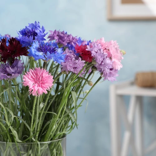 Bunter Strauß frisch geschnittener Kornblumen (Centaurea cyanus) in Blau, Violett, Rosa und Weiß in einer Glasvase vor hellblauem Hintergrund, dekorativ arrangiert für den Innenraum.