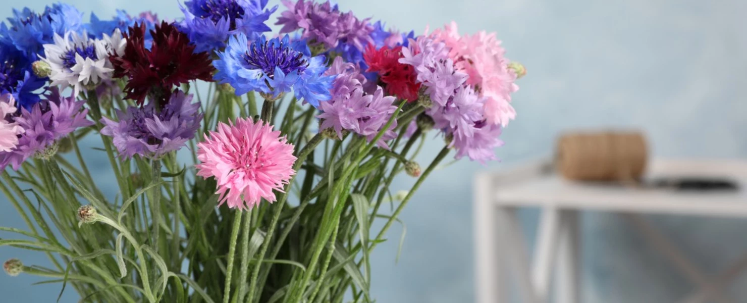 Bunter Strauß frisch geschnittener Kornblumen (Centaurea cyanus) in Blau, Violett, Rosa und Weiß in einer Glasvase vor hellblauem Hintergrund, dekorativ arrangiert für den Innenraum.