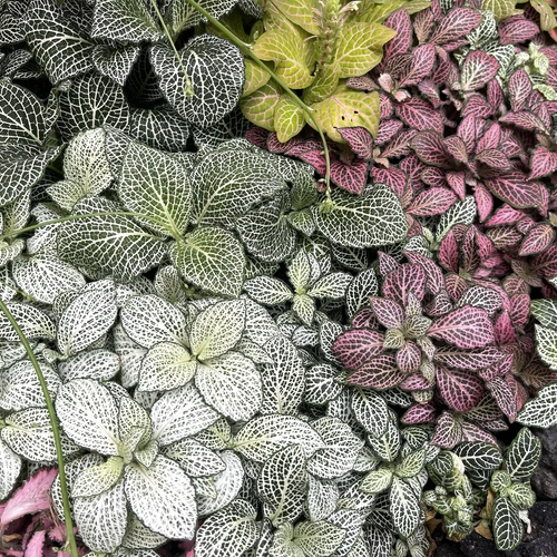Das Bild zeigt eine Vielzahl von Mosaikpflanzen in verschiedenen Farbvariationen. Die Blätter sind in unterschiedlichen Grün-, Weiß- und Pinktönen gehalten und weisen das typische netzartige Muster auf. Die dichte Anordnung der Pflanzen erzeugt einen farbenfrohen und lebendigen Teppich aus Blattwerk.