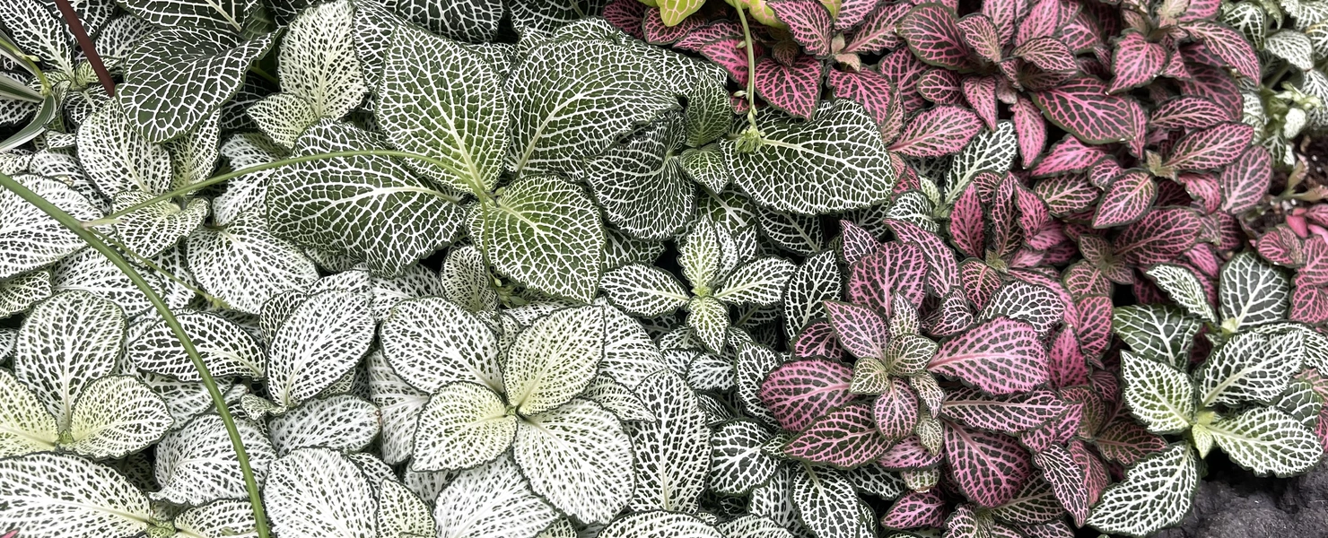 Das Bild zeigt eine Vielzahl von Mosaikpflanzen in verschiedenen Farbvariationen. Die Blätter sind in unterschiedlichen Grün-, Weiß- und Pinktönen gehalten und weisen das typische netzartige Muster auf. Die dichte Anordnung der Pflanzen erzeugt einen farbenfrohen und lebendigen Teppich aus Blattwerk.