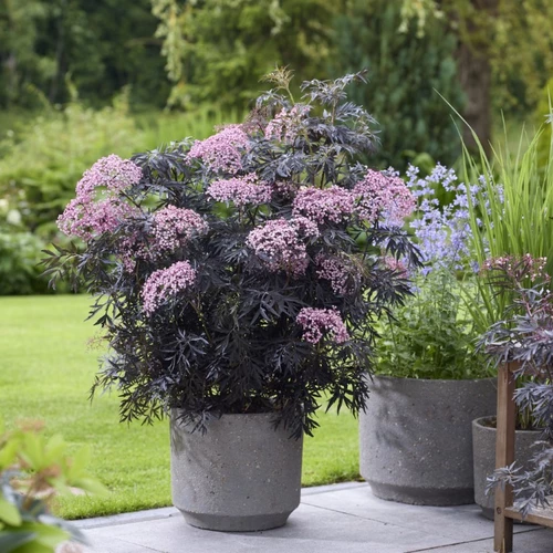 Schwarzer Holunder 'Cherry Lace' mit rosa Blüten in einem großen grauen Pflanzkübel.