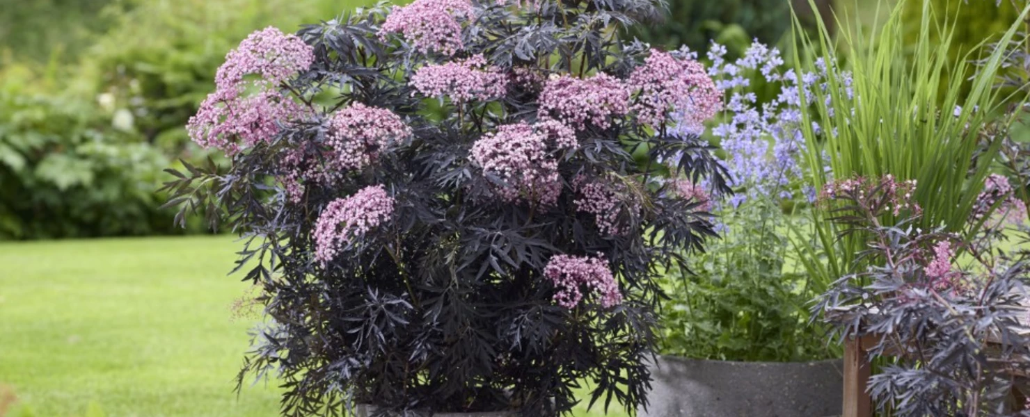 Schwarzer Holunder 'Cherry Lace' mit rosa Blüten in einem großen grauen Pflanzkübel.