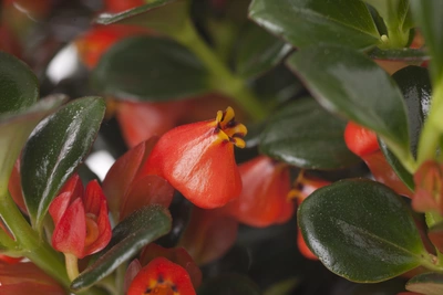 Ein Kussmäulchen mit seinen glänzenden, dunkelgrünen Blättern und leuchtend roten Blüten, die an kleine Kussmünder erinnern, in Nahaufnahme