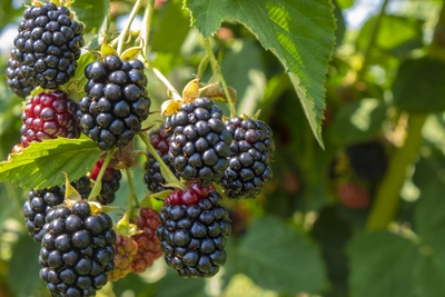 Reife und halbreife Brombeeren hängen in dichten Trauben an einem Strauch.