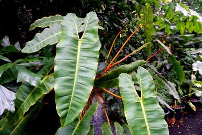 Philodendron 'Burle Marx' mit langen, gewellten Blättern