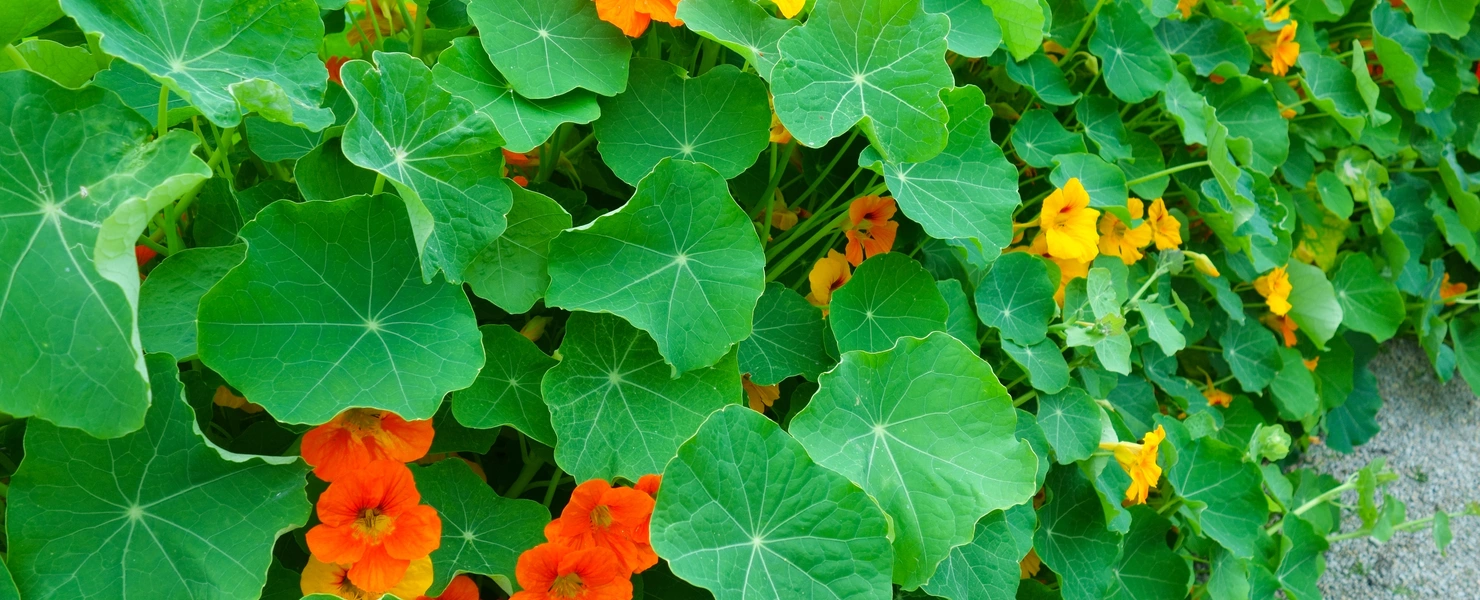 Kapuzinerkresse mit leuchtend orangefarbenen und gelben Blüten bedeckt den Boden mit ihrem üppigen, grünen Blattwerk. 
