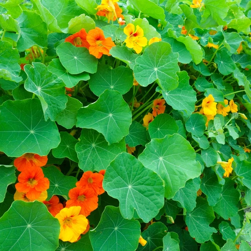 Kapuzinerkresse mit leuchtend orangefarbenen und gelben Blüten bedeckt den Boden mit ihrem üppigen, grünen Blattwerk. 