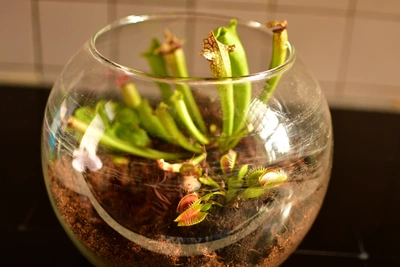 Ein Glasbehälter mit mehreren fleischfressenden Pflanzen, darunter Sumpfkrugpflanzen und Venusfliegenfallen, steht auf einer dunklen Oberfläche; die Pflanzen sind in feuchter Erde eingepflanzt und die Krüge der Sumpfkrugpflanzen ragen aus dem Boden hervor