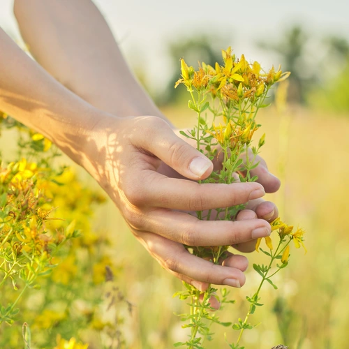 Johanniskraut (Hypericum perforatum) wird von einer Hand in einem sonnigen Feld gepflückt. Die gelben Blüten sind gut sichtbar, und im Hintergrund ist eine unscharfe Landschaft zu sehen.