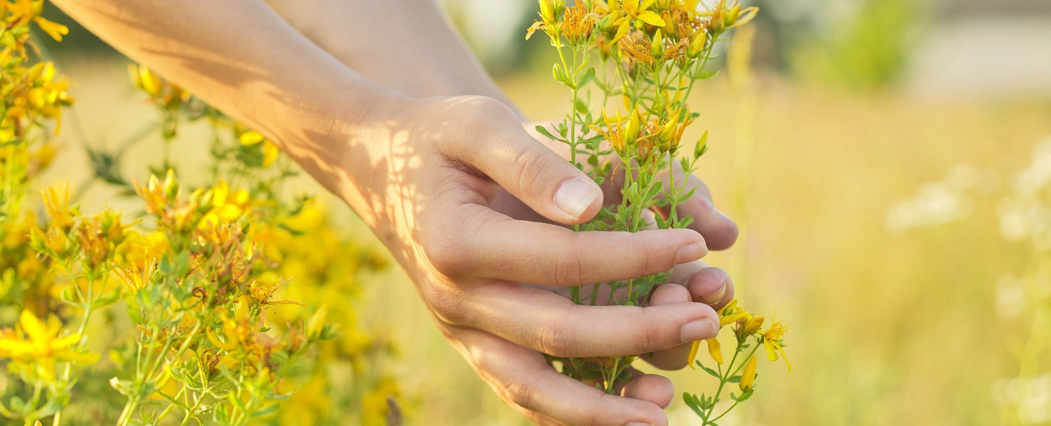 Johanniskraut (Hypericum perforatum) wird von einer Hand in einem sonnigen Feld gepflückt. Die gelben Blüten sind gut sichtbar, und im Hintergrund ist eine unscharfe Landschaft zu sehen.