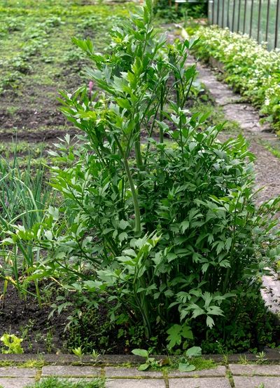 Ein großer, buschiger Liebstöckelstrauch mit kräftigen grünen Blättern wächst in einem Gartenbeet neben einem schmalen Steinweg. Im Hintergrund sind weitere Beete mit verschiedenen Pflanzen sowie ein Gewächshaus zu sehen.