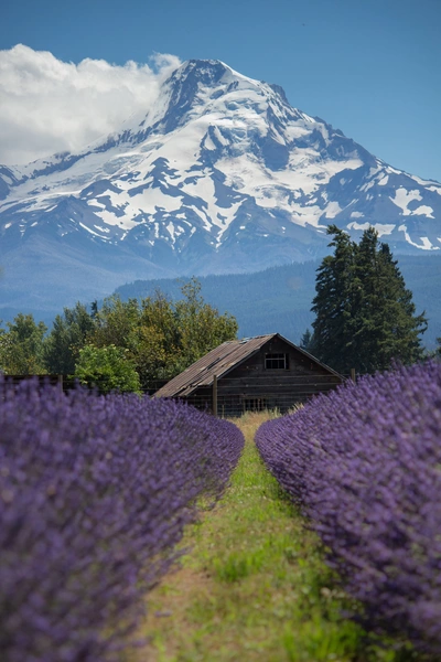 Ein Lavendelfeld erstreckt sich in Reihen zu einer Holzhütte, die vor einem schneebedeckten Bergmassiv liegt. Der klare blaue Himmel und eine Wolke, die den Gipfel teilweise verdeckt, bilden den Hintergrund. Die violetten Blüten stehen in starkem Kontrast zur Landschaft.