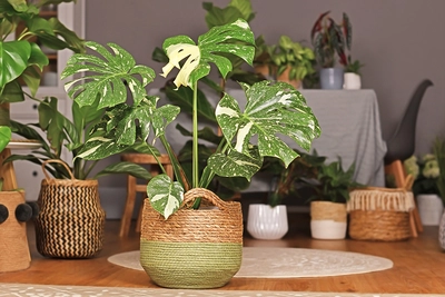Eine prächtige, panaschierte Monstera deliciosa 'Variegata' steht in einem dekorativen Topf inmitten anderer Zimmerpflanzen.