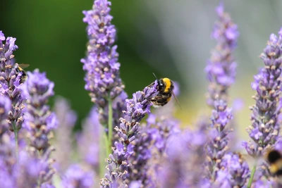 Eine Hummel sitzt auf einer violetten Lavendelblüte und sammelt Nektar. Die Blüten sind dicht aneinander gereiht, während der Hintergrund aus unscharfen Lavendelstängeln und grünem Laub besteht. Die Hummel hat einen schwarz-gelben Körper und feine Flügel.