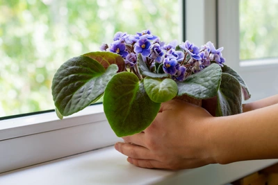 Hände halten ein Usambaraveilchen mit lila Blüten und großen grünen Blättern auf einer sonnigen Fensterbank.