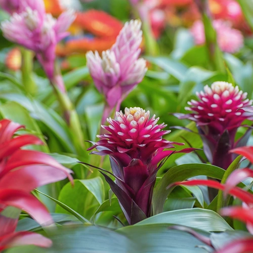 Arrangement aus verschiedenen Bromelien mit leuchtend roten und rosa Blüten, die von grünen Blättern umgeben sind