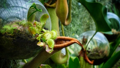 Das Bild zeigt eine Venusfliegenfalle in einem durchsichtigen Glaskugelterrarium, umgeben von einer üppigen grünen Pflanzenwelt und weiteren Glaskugeln im Hintergrund, die ein geheimnisvolles und naturverbundenes Ambiente schaffen.