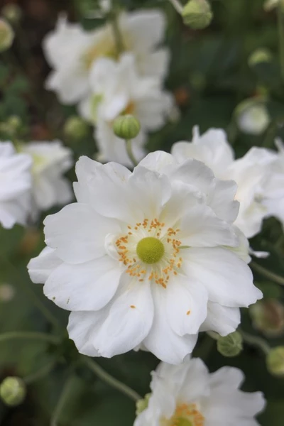  Nahaufnahme einer weißen, halbgefüllten Herbst-Anemone 'Fantasy Rapunzel' mit gelbgrüner Mitte und gelben Staubgefäßen.